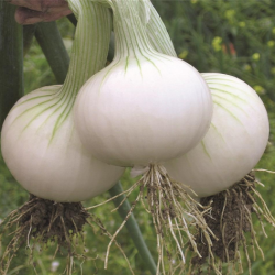 Cebula Hielo  Precision 250 000 nasion st